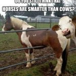holy cow photo bomb | HORSES ARE SMARTER THAN COWS? DO YOU STILL THINK THAT | image tagged in holy cow photo bomb | made w/ Imgflip meme maker