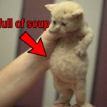 full of soup cat