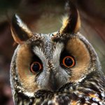 Superb Owl VII