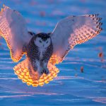 Superb Owl Sunday VII