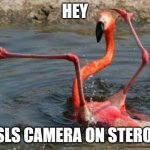 SLS Camera Flamingo | HEY; AN SLS CAMERA ON STEROIDS | image tagged in flamingo fail | made w/ Imgflip meme maker