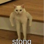 Stong cat meme