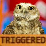 Superb Owl triggered