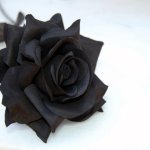 Black rose template