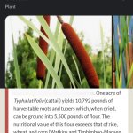 Surviving cat tails