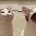 cat opening mouth