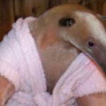 Bathrobe Anteater