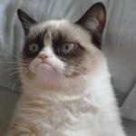 Grumpy Cat Buccaneers Uniforms meme
