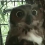Breathing owl GIF Template