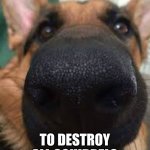 squirrels | IM COMING... TO DESTROY ALL SQUIRRELS | image tagged in german shepherd but funni | made w/ Imgflip meme maker