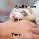 boom boom boom, bada boomboom boom boom boom | Another one; The dust | image tagged in ferret biting,another one bites the dust,queen,memes | made w/ Imgflip meme maker