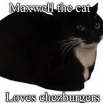 maxwell the cat | Maxwell the cat; Loves chezburgers | image tagged in maxwell the cat,cats | made w/ Imgflip meme maker
