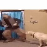 Weird man dancing gif meme