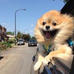 Happy Car Dog