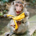Monkey banana