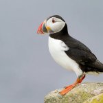 Puffin