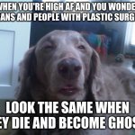 High Dog | WHEN YOU'RE HIGH AF AND YOU WONDER IF TRANS AND PEOPLE WITH PLASTIC SURGERY... LOOK THE SAME WHEN THEY DIE AND BECOME GHOSTS | image tagged in memes,high dog | made w/ Imgflip meme maker