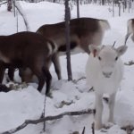Reindeer in the snow template