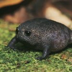 Grumpy Avocado Frog