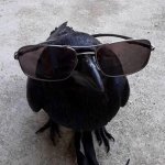 shitbird
