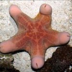 Starfish