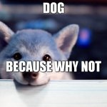 nobody: the front page be like | DOG; BECAUSE WHY NOT | image tagged in cute dog | made w/ Imgflip meme maker