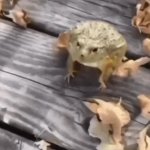 Laughing frog meme