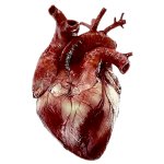 Corazón real humano 3D