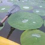 Water on lily pad