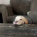 Dog biting table