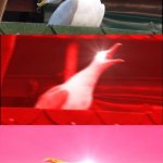Screaming seagull