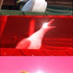 Screaming seagull | image tagged in screaming seagull | made w/ Imgflip meme maker