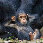 baby chimp