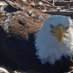 Angry eagle