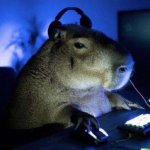 gamer capybara