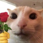 cat giving flower