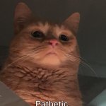 Pathetic Cat meme