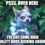 Shady Dealer | PSSS, OVER HERE; I'VE GOT SOME HIGH QUALITY BUDS KICKING AROUND | image tagged in chihuahua dealer | made w/ Imgflip meme maker