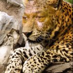 sad kitty | NO CHEETOS? | image tagged in sad cheetah | made w/ Imgflip meme maker