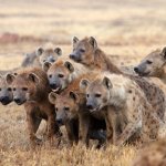 Hungry Hyenas