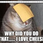 cheese | MMMMMMMMMMMMMMMMMMMMMMMMMMMMMM; WHY DID YOU DO THAT....... I LOVE CHEESE | image tagged in cats with cheese | made w/ Imgflip meme maker