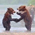 Greeting Bears