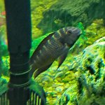 Zimbus the Blunthead Cichlid