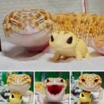 Happy Gecko meme