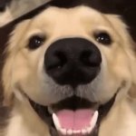 Happy dog GIF Template