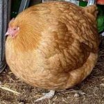 round chicken