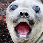 Surprised Seal