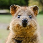 Cute quokka