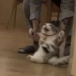 Angry Cat Being Dragged Away meme