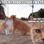 Cat Third Wheel | WHEN YOU INTRODUCE YOUR TWO FRIENDS; AND THEY START HANGING OUT WITHOUT YOU | image tagged in cat third wheel | made w/ Imgflip meme maker